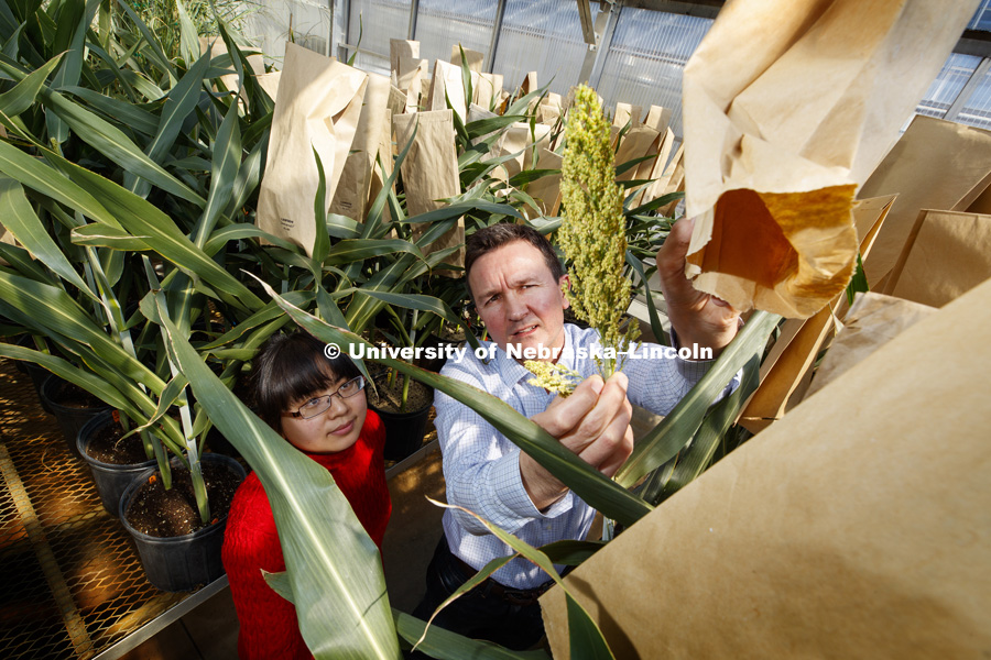David Holding, Associate Professor of Agronomy and Horticulture, and post doc Axia Li examine sorghum plants in the Beadle Greenhouse. They are working to breed a better sorghum for livestock feed that is more nutritious and easier to digest. March 22,