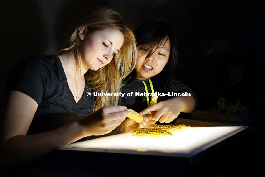 Leandra Marshall and Ying Ren, graduate students in Agronomy and Horticulture, examine and sort popcorn kernels on a light table in their Beadle Hall lab. March 22, 2018. Photo by Craig Chandler / University Communication.