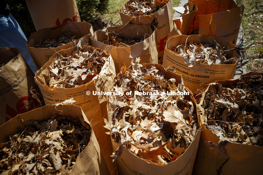 Bags are filled with leaves during the Big Event. April 7, 2018. Photo by Craig Chandler / University Communication.