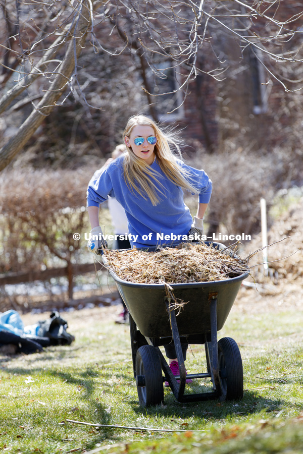 Madison Schlake, Fairbury, Nebraska, wheels away a load of  mulch along 37th Street during the Big Event. April 7, 2018. Photo by Craig Chandler / University Communication.