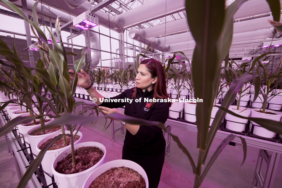 Tala Awada is pictured in the greenhouse at Nebraska Innovation Campus. Tala is a professor for the School of Natural Resources, and the Associate Dean and Director for the Agricultural Research Division. April 12, 2018. Photo by Greg Nathan, University Communication.