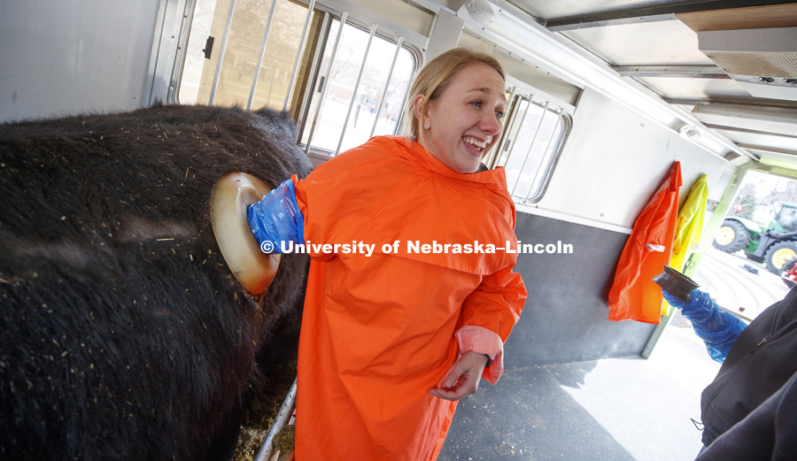 Hannah Esch reacts as she feels inside a cow's digestive system. The cow is part of the UNL Husker Mobile Beef Lab, which provides hands-on and -in experiences for students to explore science principles through a ruminally-fistulated animal. Husker Food