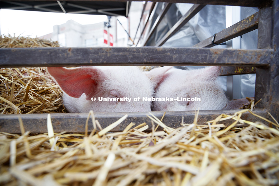 Two piglets sleep through the festivities. Husker Food Connection helps urban students learn about agriculture and better understand how their food is produced. Husker Food Connection in front of the Nebraska Union. April 17, 2019. Photo by Craig Chandler