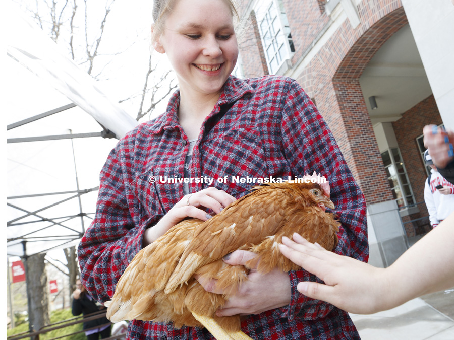 Emily Gill of Gurley, NE, holds a chicken at the Husker Food Connection. The Husker Food Connection helps urban students learn about agriculture and better understand how their food is produced. Husker Food Connection in front of the Nebraska Union. April