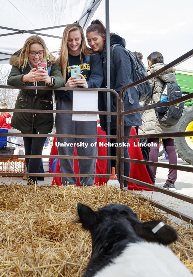 The dairy calf from Prairieland Dairy had its share of paparazzi. Husker Food Connection helps urban students learn about agriculture and better understand how their food is produced. Husker Food Connection in front of the Nebraska Union. April 17, 2019.