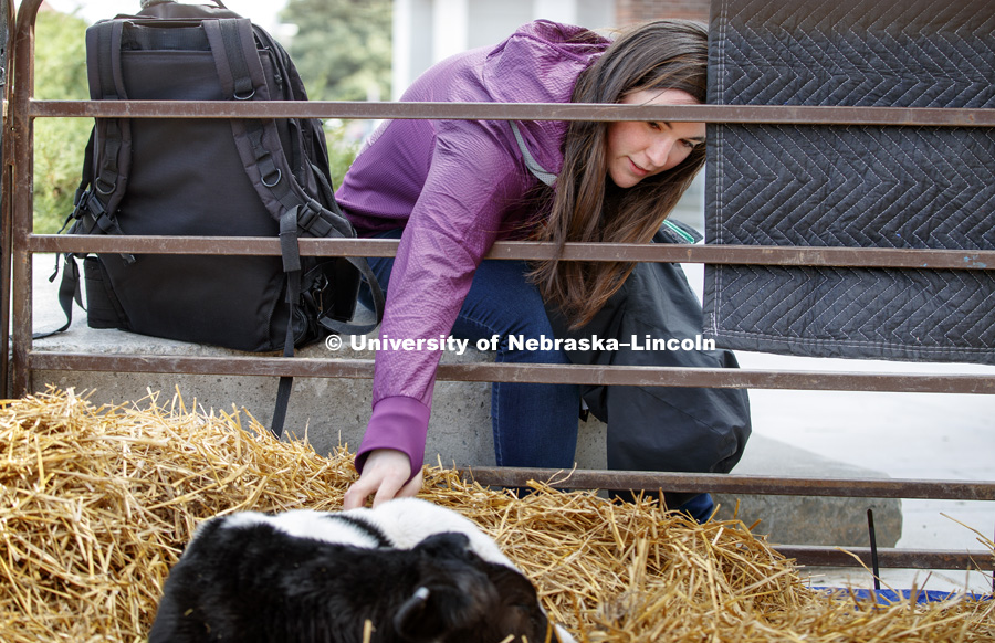 Jamie Titus from Lincoln pets the dairy calf from Prairieland Dairy. Husker Food Connection helps urban students learn about agriculture and better understand how their food is produced. Husker Food Connection in front of the Nebraska Union. April 17,