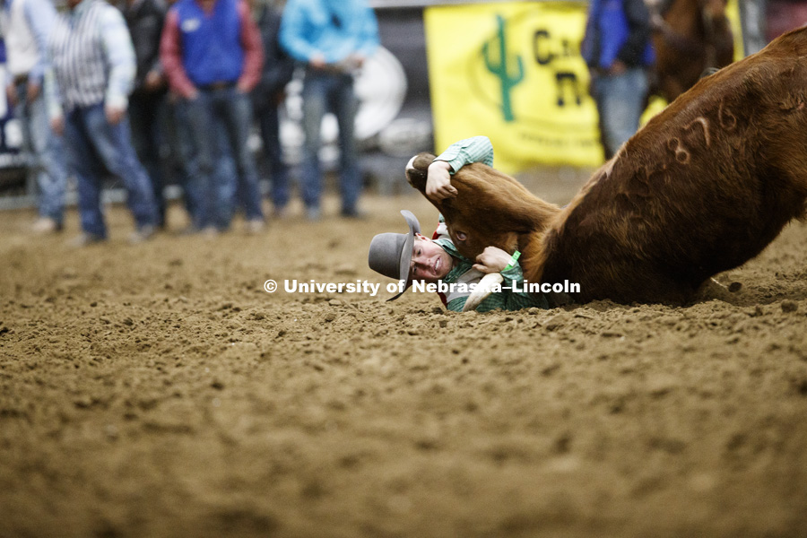 Logan Dibbern wrestles his steer to the arena dirt. 60th anniversary of the University of Nebraska-Lincoln Rodeo Club. April 20, 2018. Photo by Craig Chandler / University Communication.