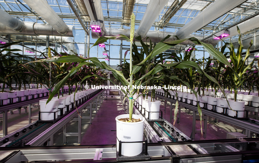 The facility features state-of-the-art computer environmental controls, a LemnaTec High-Throughput Plant Phenotyping system. Greenhouse Innovation Center at Nebraska Innovation Campus, photographed for the N150 anniversary book. May 10, 2018. Photo by Craig Chandler / University Communication.
