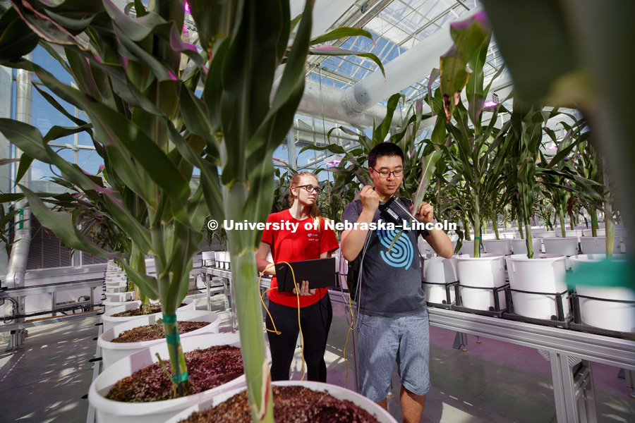 Researchers and students of James Schnable, Assistant Professor of Agronomy and Horticulture, take measurements of the growth and health of plants using several thousand wavelengths of light. The device is being used at the Greenhouse Innovation Center at