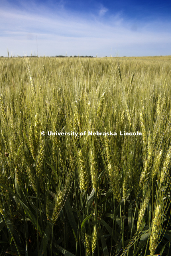 Wheat in fields at ENREC. June 13, 2018. Photo by Craig Chandler / University Communication