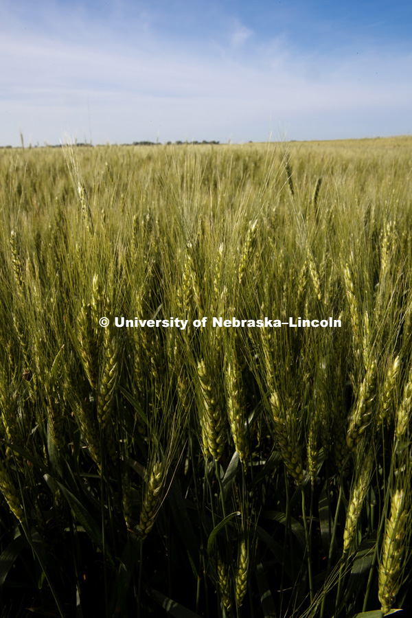 Wheat in fields at ENREC. June 13, 2018. Photo by Craig Chandler / University Communication