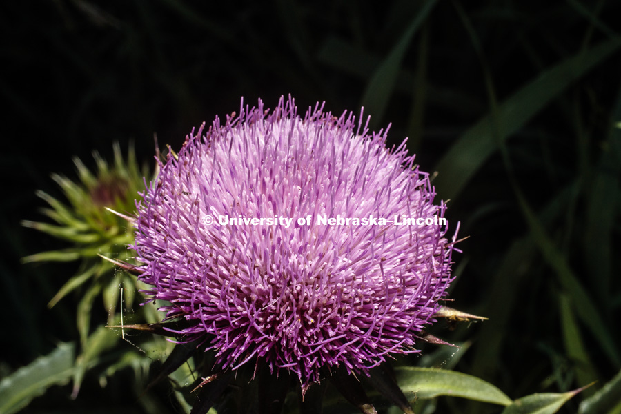 Milk Thistle in southeast Lancaster County. June 24, 2018. Photo by Craig Chandler / University Communication.