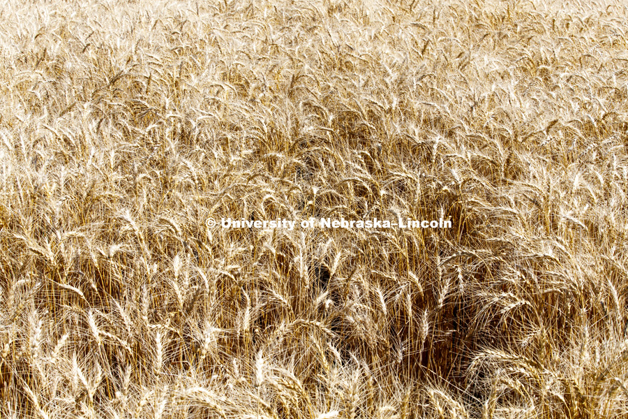 Wheat Harvest in Perkins County Nebraska. July 10, 2018. Photo by Craig Chandler / University Communication.