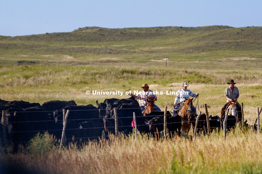 Cattle and the sand hills near Gudmundsen Ranch, Whitman, Nebraska. July 11, 2018. Photo by Craig Chandler / University Communication.