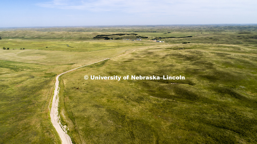 Cattle and the sand hills near Gudmundsen Ranch, Whitman, Nebraska. July 11, 2018. Photo by Craig Chandler / University Communication.