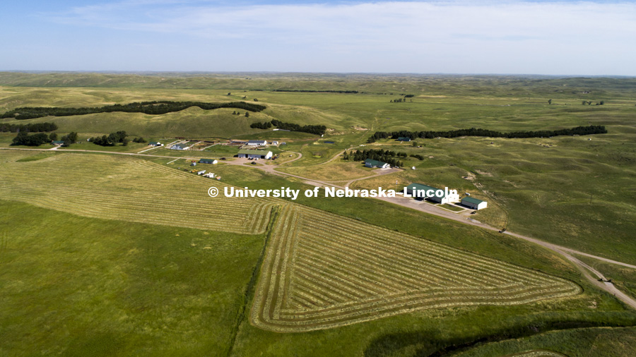 Cattle and the sand hills near Gudmundsen Ranch, Whitman, Nebraska. July 11, 2018. Photo by Craig Chandler / University Communication.