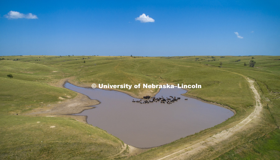 Cattle take a dip in a pond south of Gothenburg, Nebraska. July 12, 2018. Photo by Craig Chandler / University Communication.