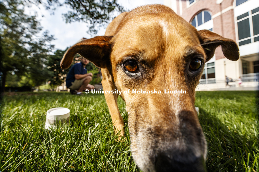 Jeffrey Stevens, Associate Professor of Psychology, has started the Canine Cognition and Human Interaction Lab at CB3. He and Koda, his Louisiana Catahoula Leopard dog, are hosting the Husker Dog Fest on August 11 from 10 a.m. to 2 p.m. on City Campus