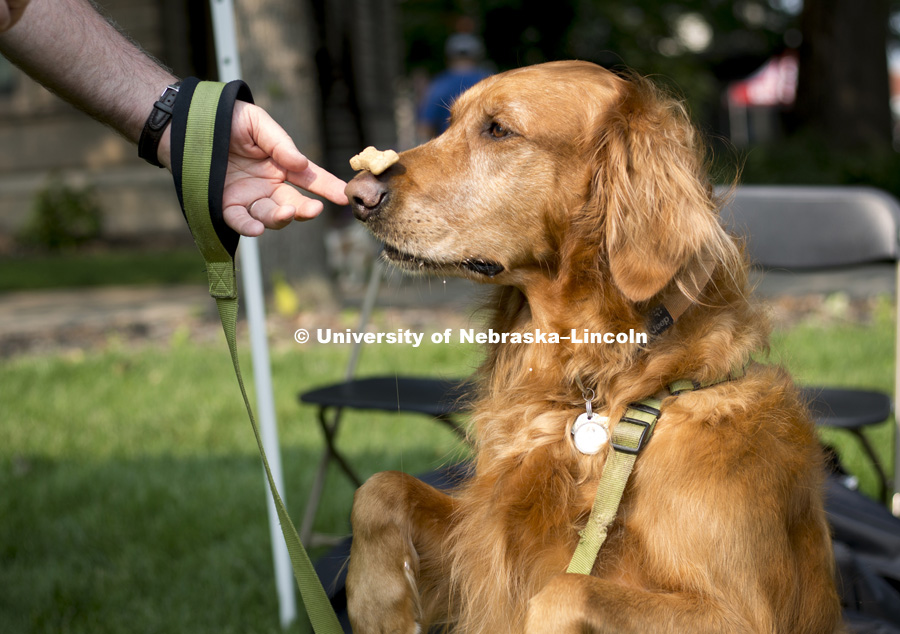 Ed Kelley places a treat on the nose of his certified therapy dog, Murphy, during the Husker Dog fest on August 11, 2018 on the University of Nebraska-Lincoln Campus. Photo by Alyssa Mae for University Communication.