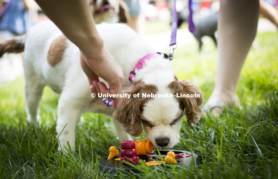 Gracie searches for treats in a intelligence challenge game while her owners Laura and Scott Belyea cheer her on during the Husker Dog fest on August 11, 2018 on the University of Nebraska-Lincoln Campus. Photo by Alyssa Mae for University Communication.