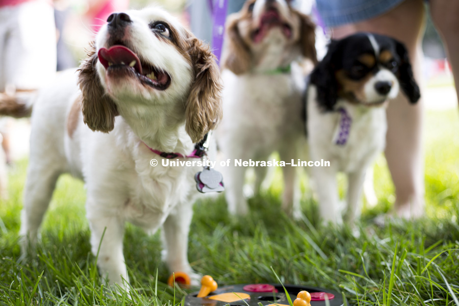 Gracie (left), Piper (middle) and Faith (right) and their owners Laura and Scott Belyea enjoy the Husker Dog fest on August 11, 2018 on the University of Nebraska-Lincoln Campus. Photo by Alyssa Mae for University Communication.
