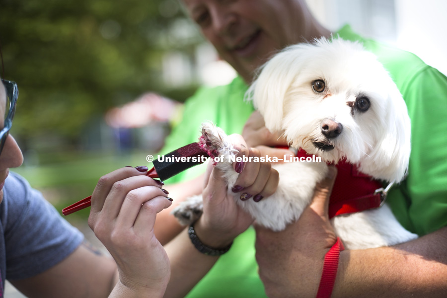 Tom holds his dog, Cooper, as his foot is painted red and printed on a greeting card during the Husker Dog fest on August 11, 2018 on the University of Nebraska-Lincoln Campus. Photo by Alyssa Mae for University Communication.