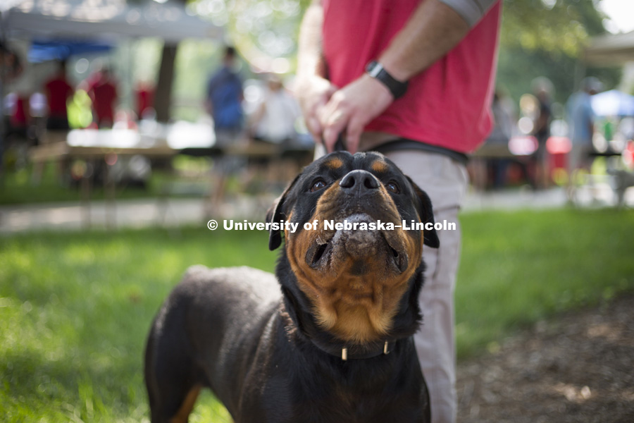A Rottweiler stands at attention during the Husker Dog fest on August 11, 2018 on the University of Nebraska-Lincoln Campus. Photo by Alyssa Mae for University Communication.
