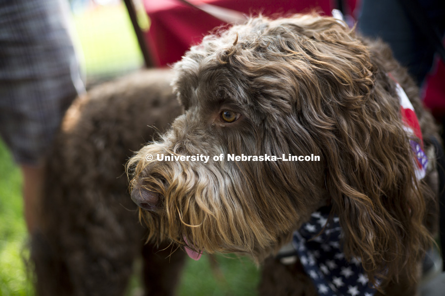 A patriotic pooch during the Husker Dog fest on August 11, 2018 on the University of Nebraska-Lincoln Campus. Photo by Alyssa Mae for University Communication.