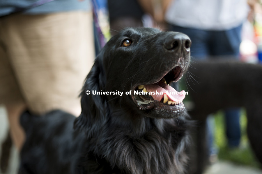 A happy pooch enjoys all the excitement of the Husker Dog fest on August 11, 2018 on the University of Nebraska-Lincoln Campus. Photo by Alyssa Mae for University Communication.