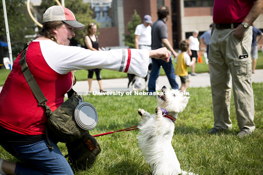 A talented dog showcases his tricks for the "Dogs got Talent" competition during the Husker Dog fest on August 11, 2018 on the University of Nebraska-Lincoln Campus. Photo by Alyssa Mae for University Communication.