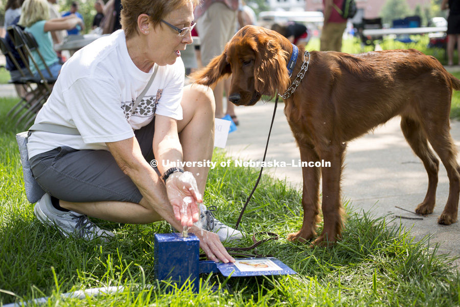 An owner tries to teach her 6-month-year-old puppy to drink from a dog accessible water fountain during the Husker Dog fest on August 11, 2018 on the University of Nebraska-Lincoln Campus. Photo by Alyssa Mae for University Communication.