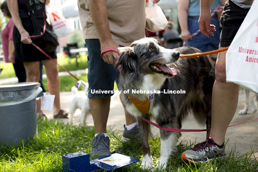 An owner tries to teach their dog to drink from a dog accessible water fountain during the Husker Dog fest on August 11, 2018 on the University of Nebraska-Lincoln Campus. Photo by Alyssa Mae for University Communication.