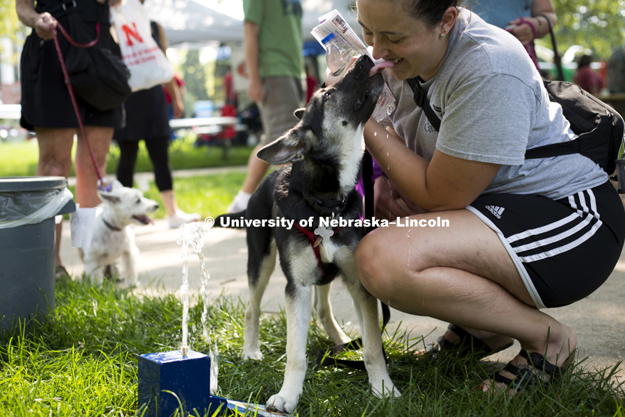 A 6-month-old puppy gives her owner kisses while learning to drink from a dog accessible water fountain during the Husker Dog fest on August 11, 2018 on the University of Nebraska-Lincoln Campus. Photo by Alyssa Mae for University Communication.