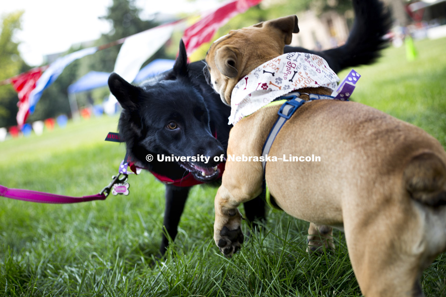 Two dogs play while their owners watch the Kansas City Disc Dogs perform during the Husker Dog fest on August 11, 2018 on the University of Nebraska-Lincoln Campus. Photo by Alyssa Mae for University Communication.