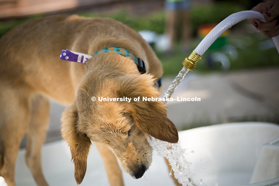 A young golden retriever puppy plays with a hose during the Husker Dog fest on August 11, 2018 on the University of Nebraska-Lincoln Campus. Photo by Alyssa Mae for University Communication.