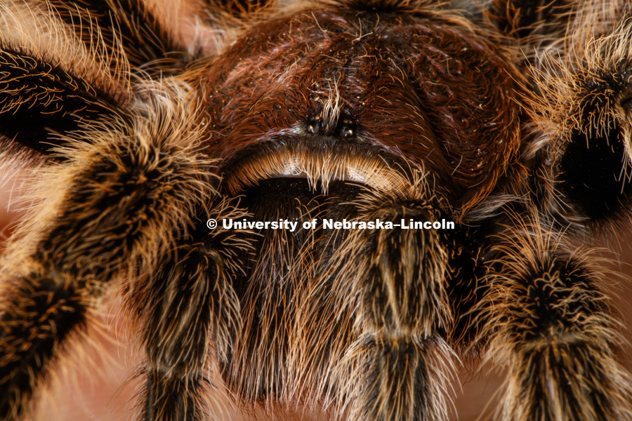 Close up of Arachnid researcher Eileen Hebets, Professor School of Biological Sciences, Tarantula. September 18, 2018. Photo by Craig Chandler / University Communication.