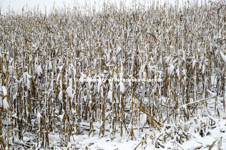 Four inches of snow from an early storm covers a corn field awaiting harvest in southeast Lancaster County. October 14, 2018. Photo by Craig Chandler / University Communication.