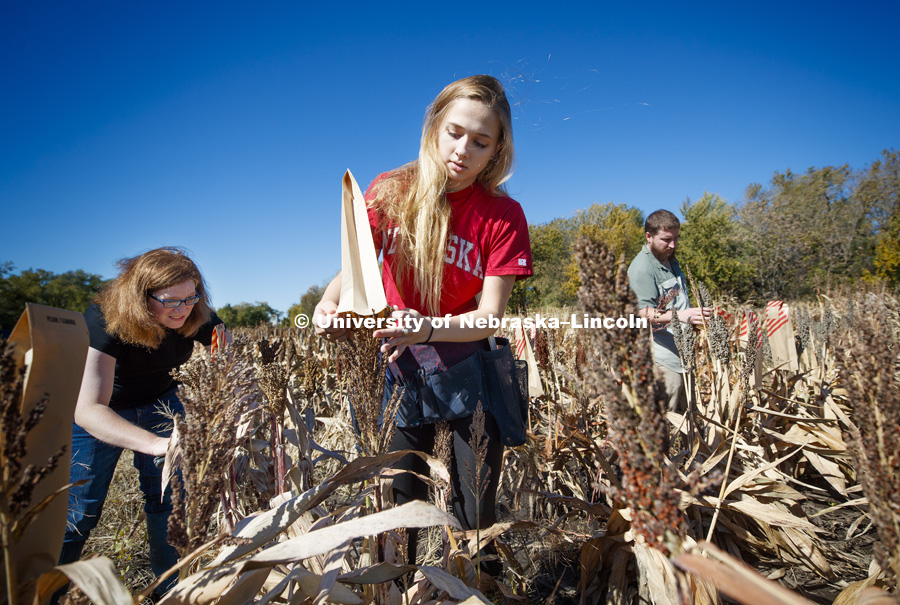 Ally Bradley, in red, undergraduate from Omaha, research technician Christine Smith and graduate student Preston Hurt harvest sorghum samples in the East Campus research plots. October 19, 2018. Photo by Craig Chandler / University Communication.