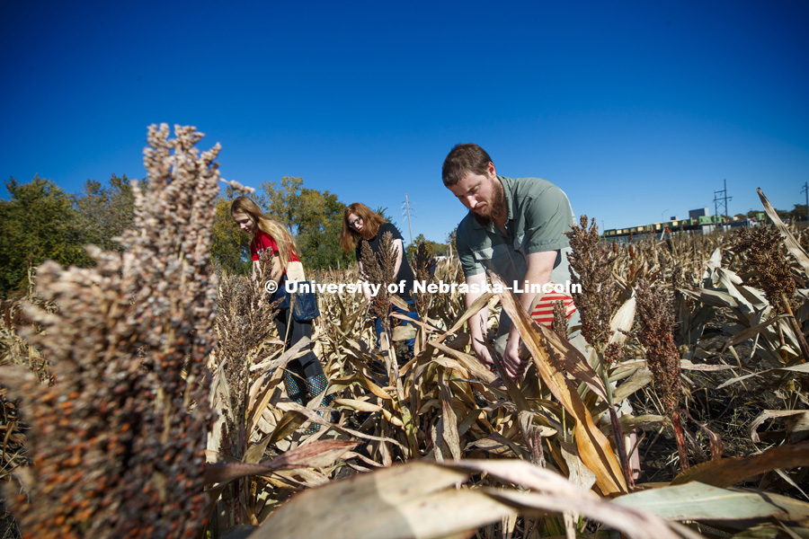 Ally Bradley, in red, undergraduate from Omaha, research technician Christine Smith and graduate student Preston Hurt harvest sorghum samples in the East Campus research plots. October 19, 2018. Photo by Craig Chandler / University Communication.