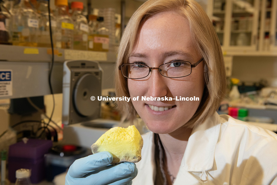 Sophie Payne, doctoral student in biological sciences, has co-authored a study showing that single-celled organisms known as archaea can pass on traits even without changes in their DNA. This phenomenon, known as epigenetics, was found in a species that eats crystalline sulfur (pictured at front). November 20, 2018. Photo by Greg Nathan, University Communication.