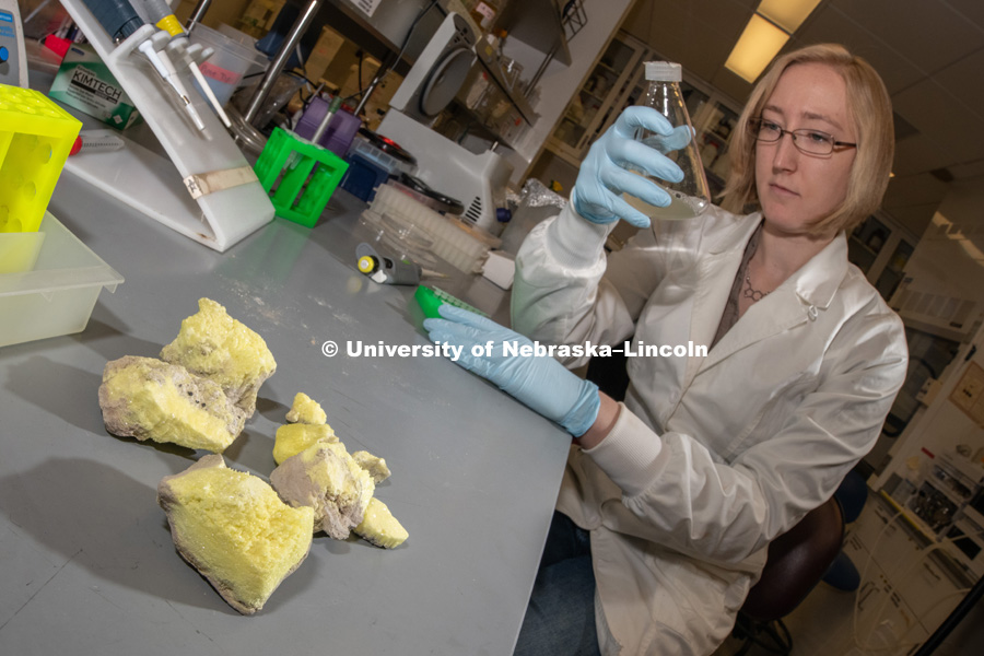 Sophie Payne, doctoral student in biological sciences, has co-authored a study showing that single-celled organisms known as archaea can pass on traits even without changes in their DNA. This phenomenon, known as epigenetics, was found in a species that eats crystalline sulfur (pictured at front). November 20, 2018. Photo by Greg Nathan, University Communication.