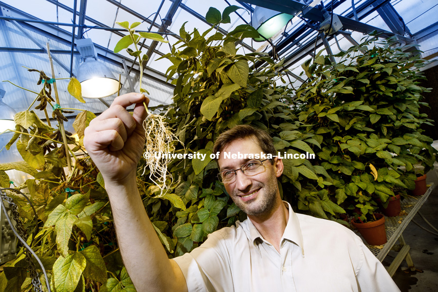 NSF CAREER awardee Marc Libault seeks to better understand soybeans and other legumes’ mutually beneficial relationship with the bacteria rhizobia. His research could help lead to more efficient conversion of atmospheric nitrogen, called nitrogen fixation, and even to transferring the capability to other crops. Marc is pictured in the Beadle Greenhouse. November 30, 2018. Photo by Craig Chandler / University Communication.