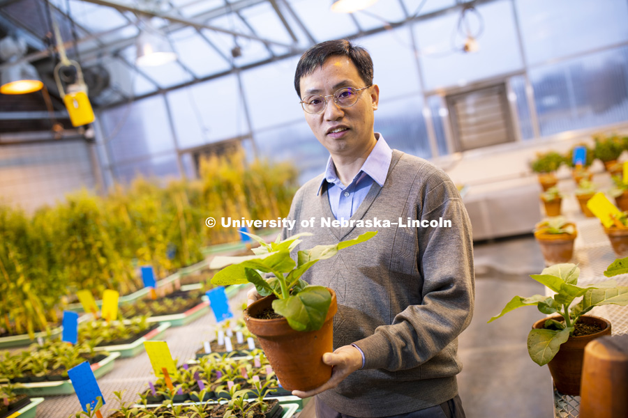 Lirong Zeng, Associate Professor of Plant Pathology, in his Beadle Hall lab. December 13, 2018. Photo by Craig Chandler / University Communication.