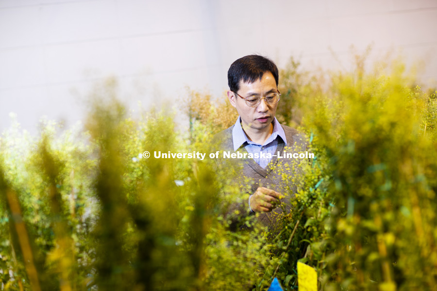 Lirong Zeng, Associate Professor of Plant Pathology, in his Beadle Hall lab. December 13, 2018. Photo by Craig Chandler / University Communication.