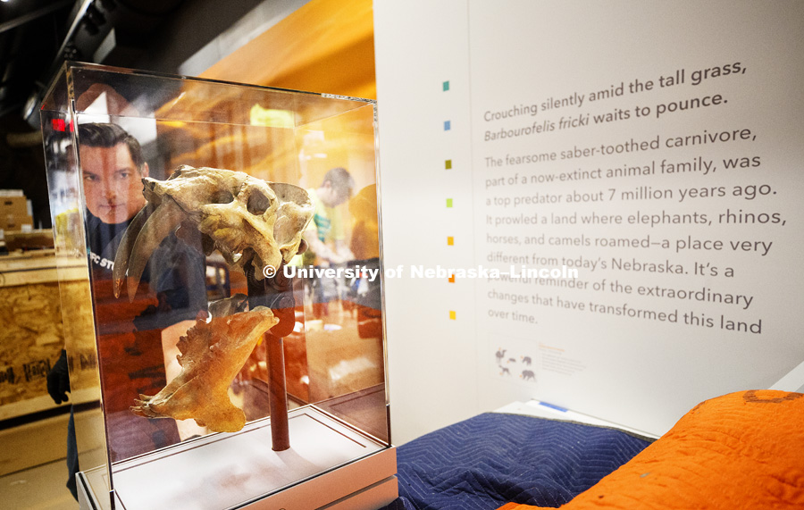 The skull of a Barbourofelis fricki draws the attention of Danny Moore of Pacific Studio. The skull is interactive and the viewer can work a crank on the display to open and close the massive jaw. Cherish Nebraska exhibit at Morrill Hall's newly remodeled fourth floor. January 23, 2019. Photo by Craig Chandler / University Communication.