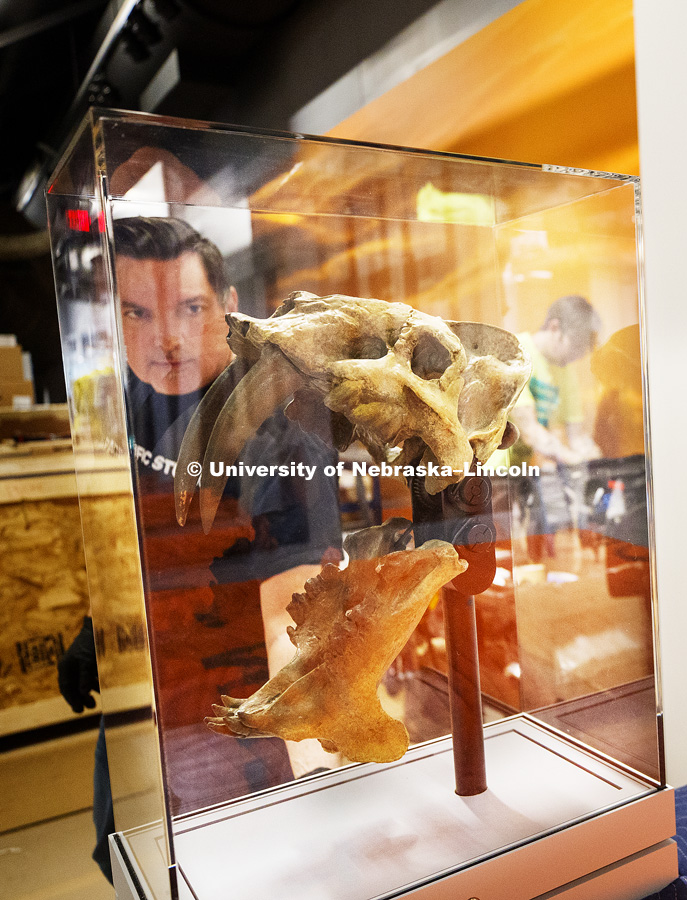 The skull of a Barbourofelis fricki draws the attention of Danny Moore of Pacific Studio. The skull is interactive and the viewer can work a crank on the display to open and close the massive jaw. Cherish Nebraska exhibit at Morrill Hall's newly remodeled fourth floor. January 23, 2019. Photo by Craig Chandler / University Communication.