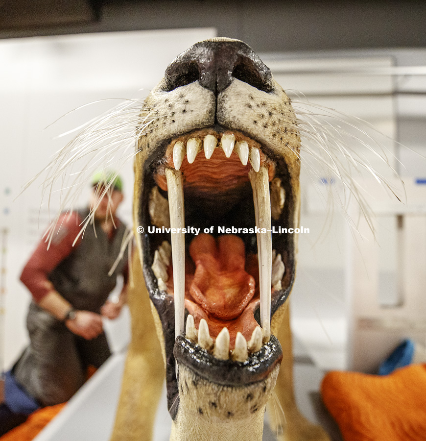 A mouth that only an orthodontist could love. Barbourofelis fricki greets visitors as they enter the newly remodeled fourth floor. Cherish Nebraska exhibit at Morrill Hall's newly remodeled fourth floor. January 23, 2019. Photo by Craig Chandler / University Communication.
