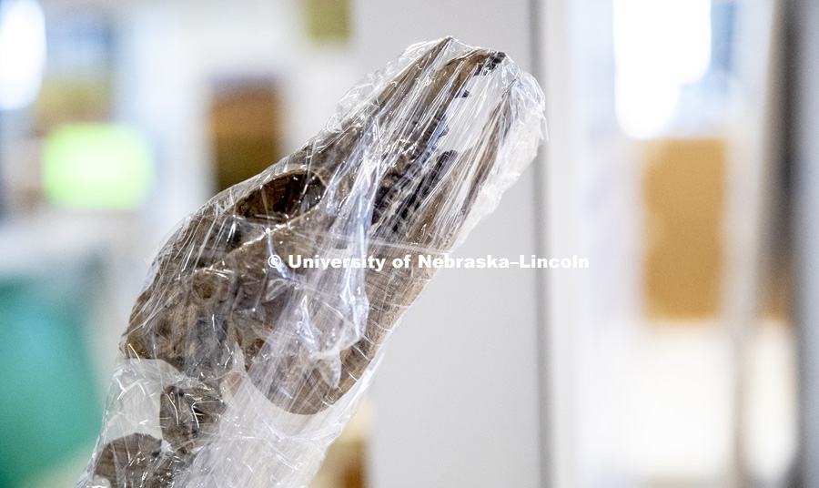 A wrapped skeleton awaits being part of a new exhibit in the Cherish Nebraska exhibit at Morrill Hall's newly remodeled fourth floor. January 23, 2019. Photo by Craig Chandler / University Communication.