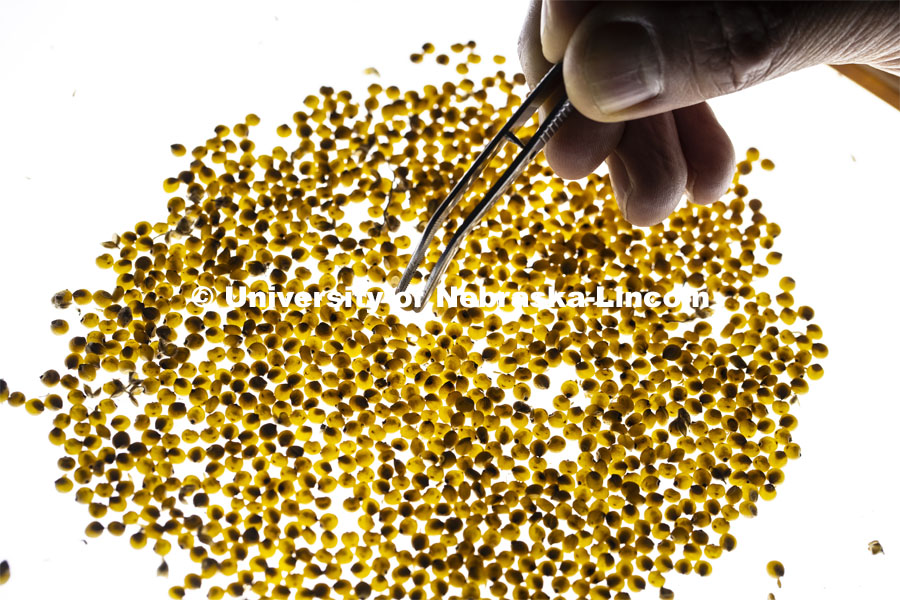 David Holding, Associate Professor in Agronomy and Horticulture, examines sorghum over a light box. The light box shows kernel vitreousness (light transmittance) which is the desirable phenotype for several reason. Opaque kernels appear dark because they do not transmit light and this is undesirable because it means the corn or sorghum grains are too soft, (and unpoppable in the case of popcorn). So we use a light box to select against the opaque phenotype during the breeding process. Holding has developed sorghum that is easier for livestock to digest and high in nutrients. January 30, 2019. Photo by Craig Chandler / University Communication.