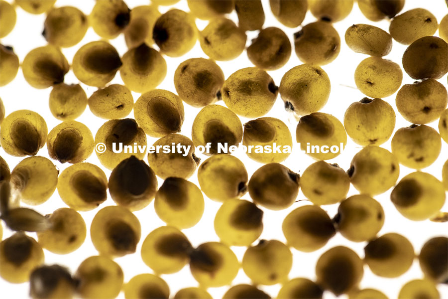 Sorghum over a light box. The light box shows kernel vitreousness (light transmittance) which is the desirable phenotype for several reason. Opaque kernels appear dark because they do not transmit light and this is undesirable because it means the corn or sorghum grains are too soft, (and unpoppable in the case of popcorn). So we use a light box to select against the opaque phenotype during the breeding process. Holding has developed sorghum that is easier for livestock to digest and high in nutrients. January 30, 2019. Photo by Craig Chandler / University Communication.